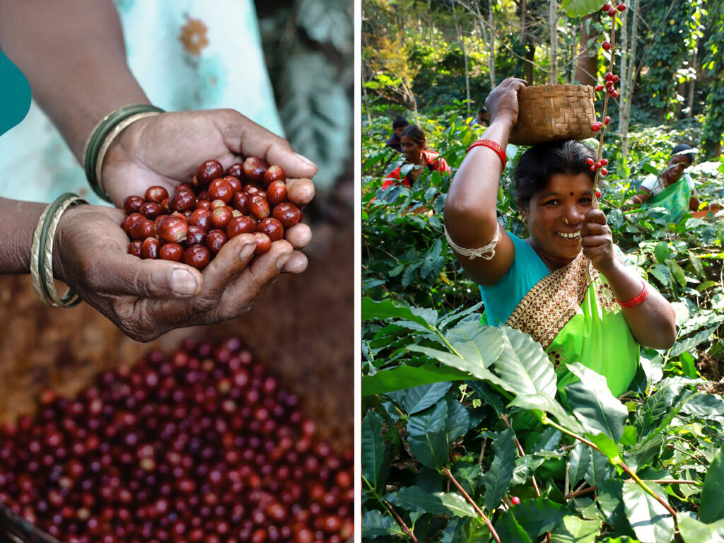 From Seed To Cup - An Exploration of ARAKU Coffee - Design Pataki